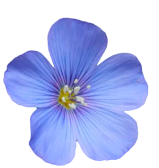 flover